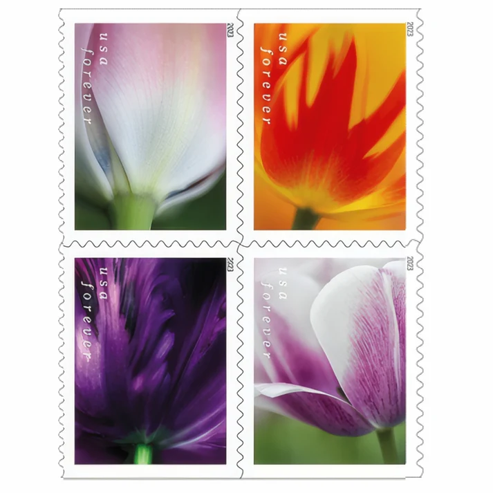 Tulip Blossoms 2023