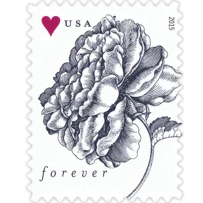 Vintage Rose 2015